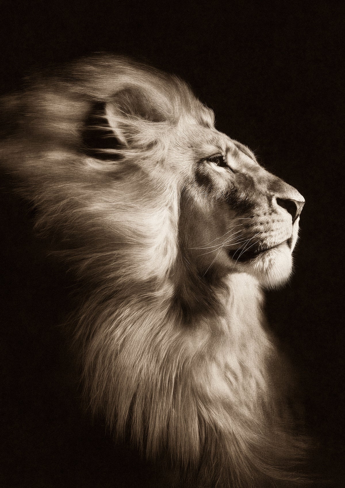 The Sovereign – A0 Framed Canvas