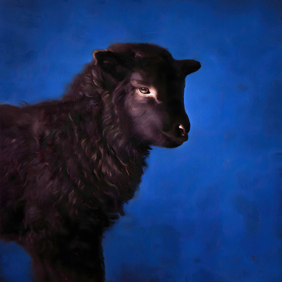 The Black Sheep –  Square 60cm Framed Canvas